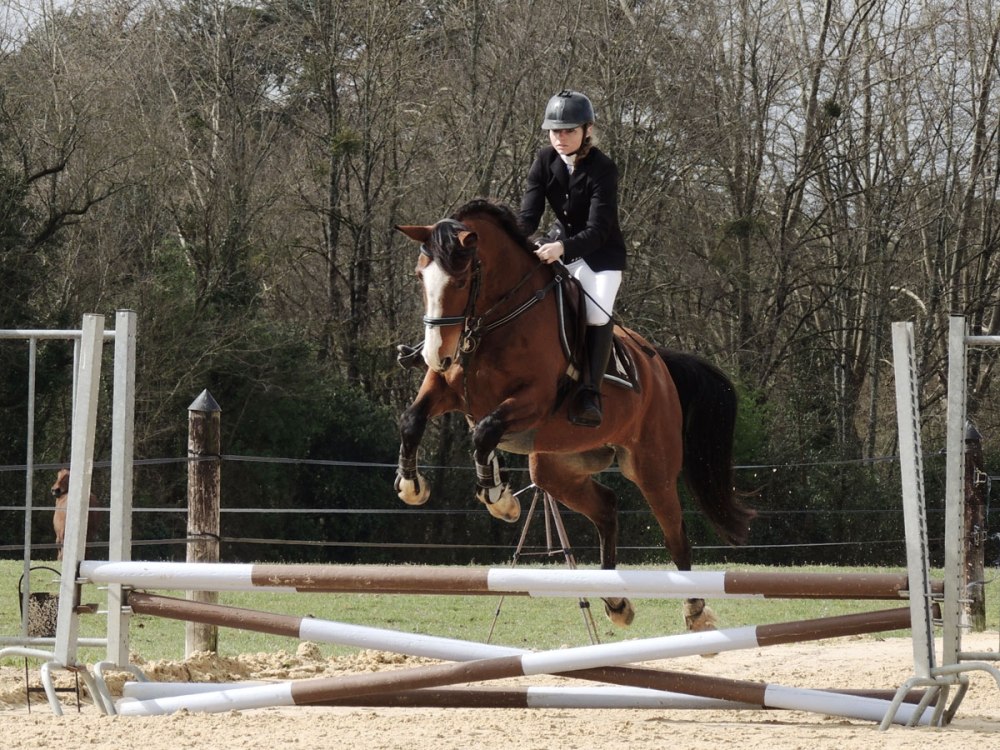 Concours de saut d'obstacle